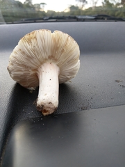 Russula persanguinea
