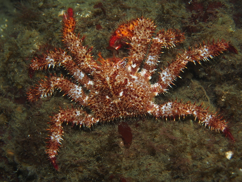 Acantholithodes hispidus