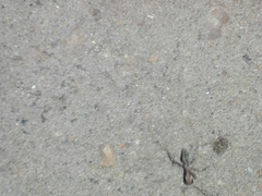 Camponotus rufoglaucus