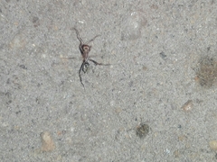 Camponotus rufoglaucus