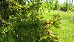 Picea obovata