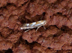 Phyllonorycter propinquinella