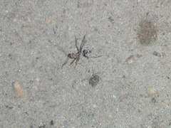 Camponotus rufoglaucus