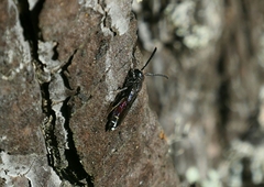 Sapyga quinquepunctata