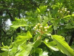 Crataegus pinnatifida