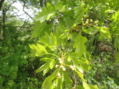 Crataegus pinnatifida