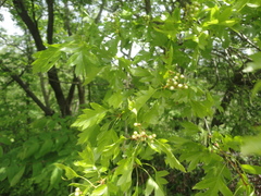 Crataegus pinnatifida