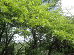 Crataegus pinnatifida