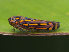 Apogonalia stalii