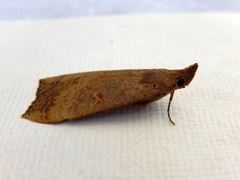 Rhapsa suscitatalis