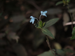 Ecbolium ligustrinum