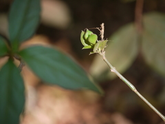 Ecbolium ligustrinum