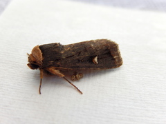 Proteuxoa testaceicollis