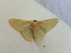 Prasinocyma semicrocea