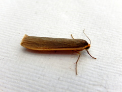 Palaeosia bicosta