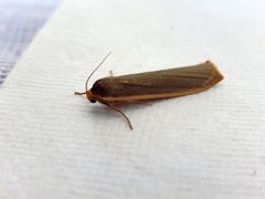 Palaeosia bicosta