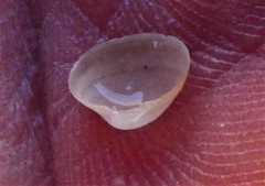 Kellia laperousii
