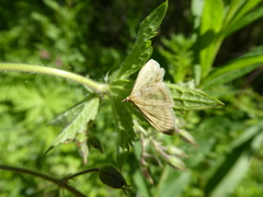 Paratalanta pandalis