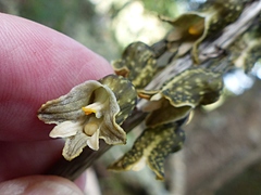 Gastrodia molloyi