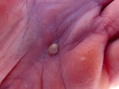 Kellia laperousii