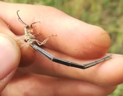 Creoleon lugdunensis