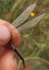 Creoleon lugdunensis