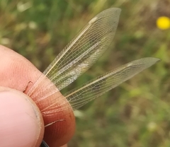 Creoleon lugdunensis