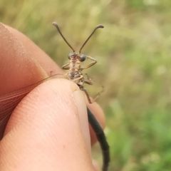 Creoleon lugdunensis