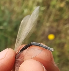 Creoleon lugdunensis