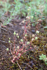 Saxifraga tridactylites
