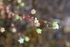 Saxifraga tridactylites