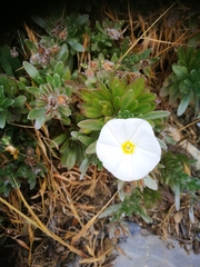 Convolvulus cneorum