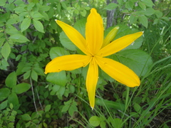 Hemerocallis middendorffii