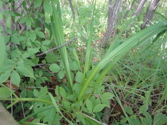 Hemerocallis middendorffii