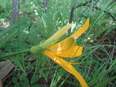 Hemerocallis middendorffii