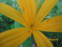 Hemerocallis middendorffii