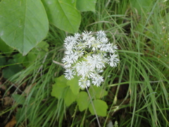 Thalictrum filamentosum