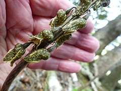 Gastrodia molloyi