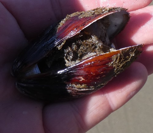 Fat Horse Mussel
