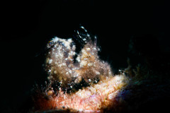 Phycocaris simulans