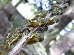 Gastrodia molloyi