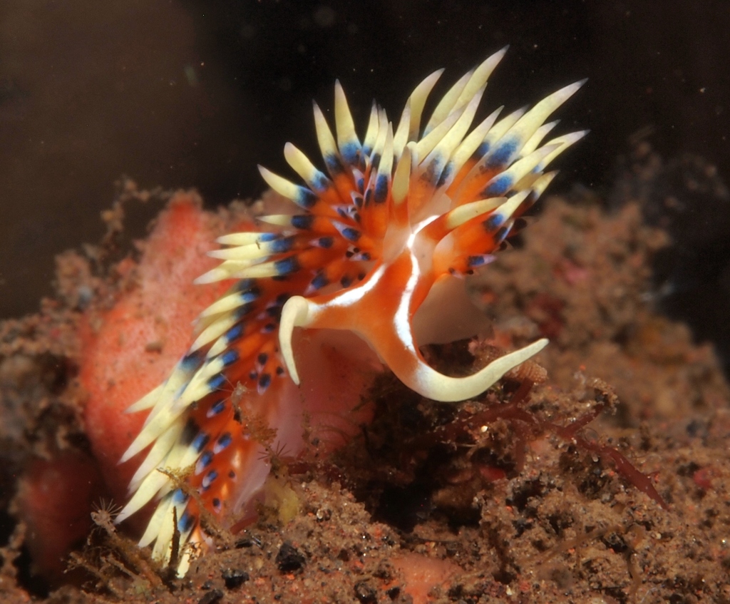 Sunrise Tentacle Aeolid