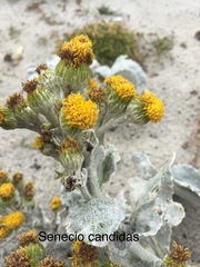 Senecio candidans