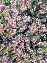 Erica carnea