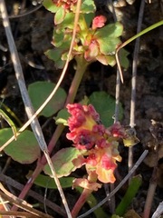 Gonocarpus micranthus micranthus
