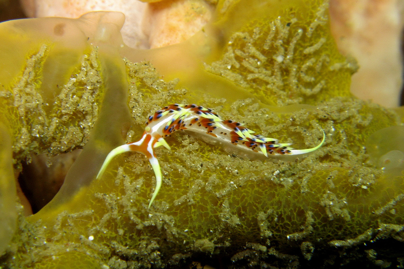 Sunrise Tentacle Aeolid