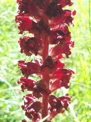 Orobanche foetida
