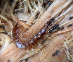 Lithobius variegatus