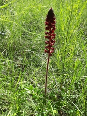 Orobanche foetida