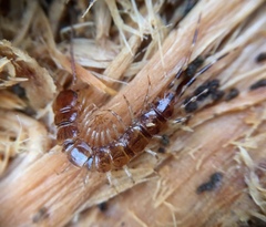 Lithobius variegatus